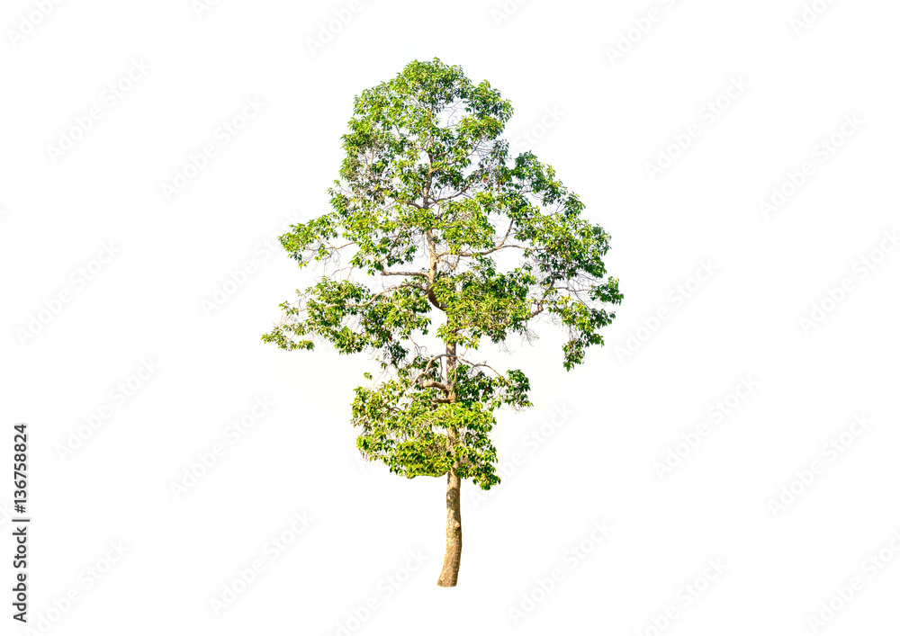 Fototapeta premium tree isolated on white background