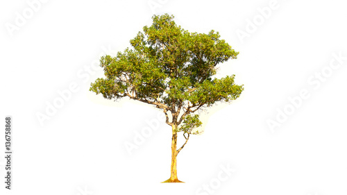 tree isolated on white background