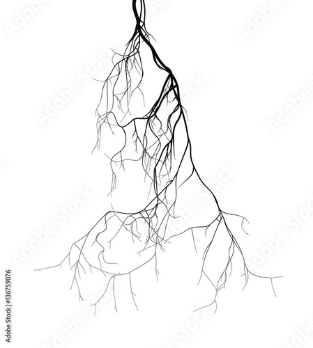 Black root system - vector set
