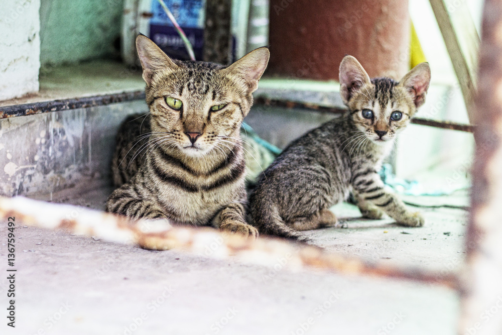 Cat and Kitten looking towards the camera