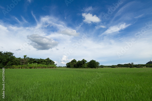Image of green rice field with blue sky in countryside