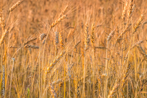 Колоски пшеницы и восход солнца в поле.
