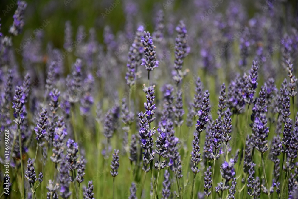Obraz premium Growing purple lavender flower In a field. Field of mauve purple Lavandula angustifolia most commonly True or English Lavender garden. Lamiaceae.