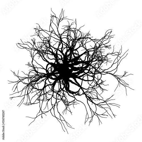 Round roots - vector illustration