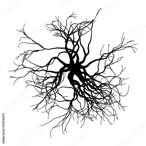 Round roots - vector illustration
