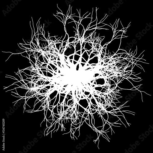 Round roots on black - vector illustration
 photo