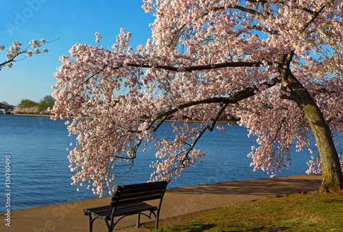 Obraz na plátně Bench and a blossoming cherry tree near water