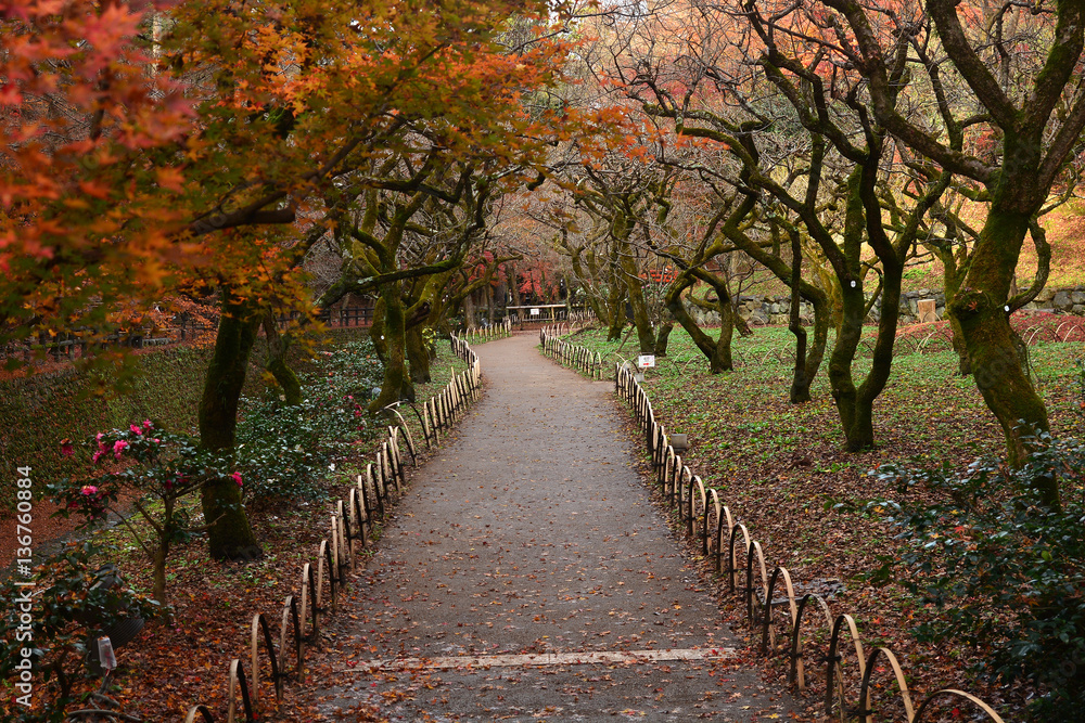Red Japanese Maple Tree in Autumn Scenery