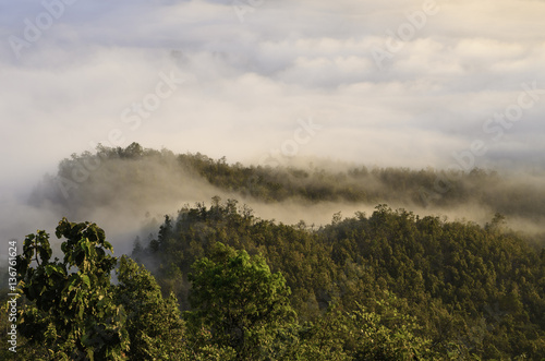 Forest of mist © noomnaren