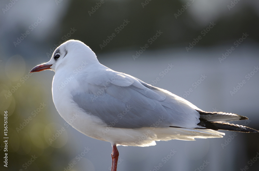 Fototapeta premium ゆりかもめ