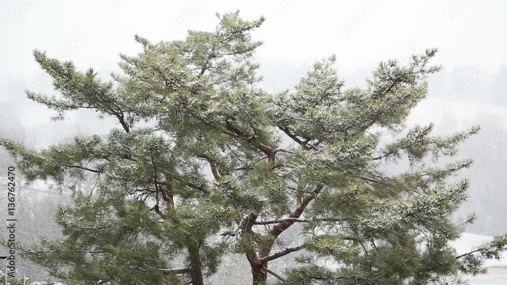 Seamlessly looping video features snow falling around a large evergreen tree with sprawling branches on a cold winter day.