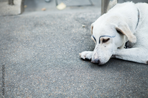 Konstfotografi white dog was faking draw eyebrows on street