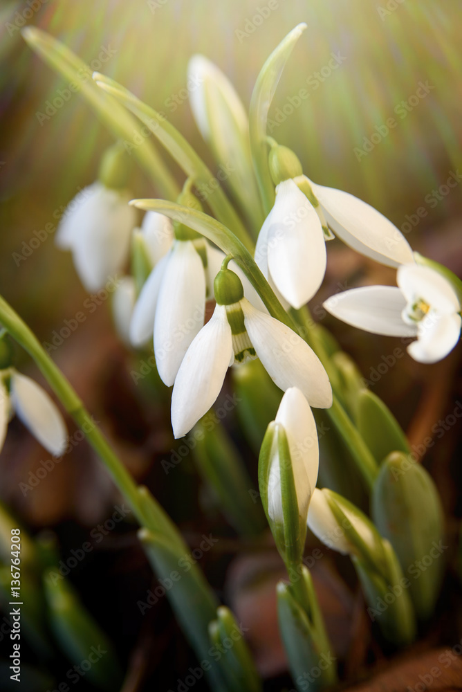 Spring first flowers. snowdrops blooming in the garden in spring sunlight. Spring first flowers. snowdrops blooming in the garden in spring sunlight.