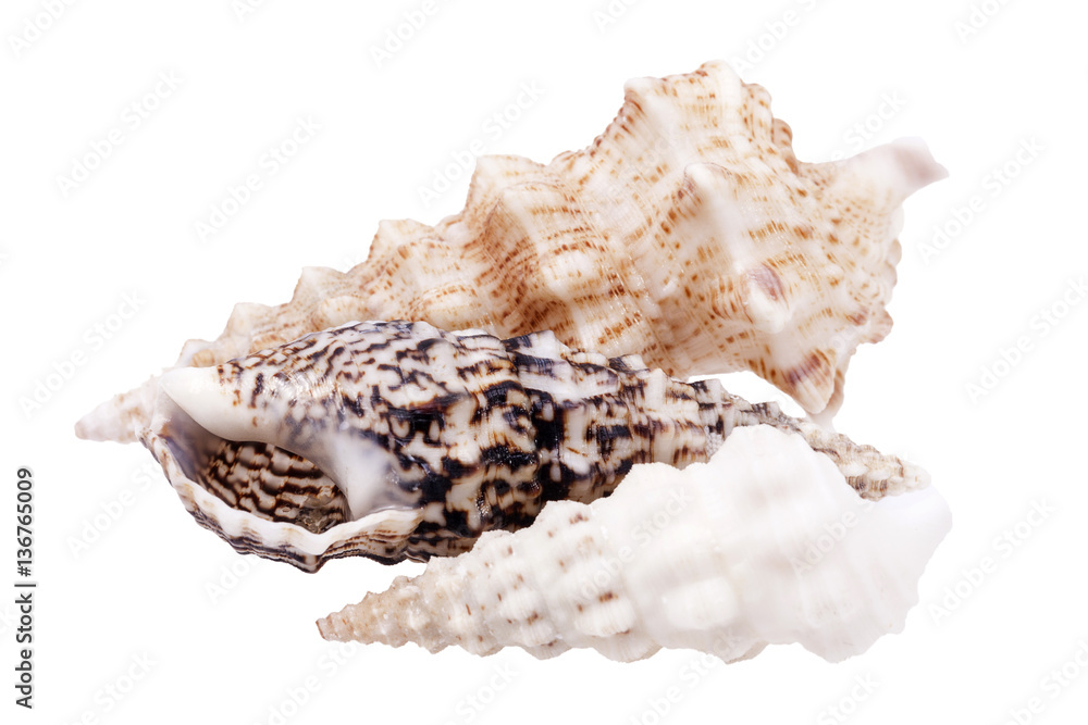Seashells of Auger shells called Auger snails on white background Seashells of Auger shells called Auger snails on white background