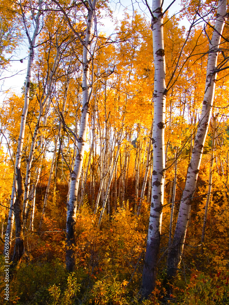 Fototapeta premium aspens