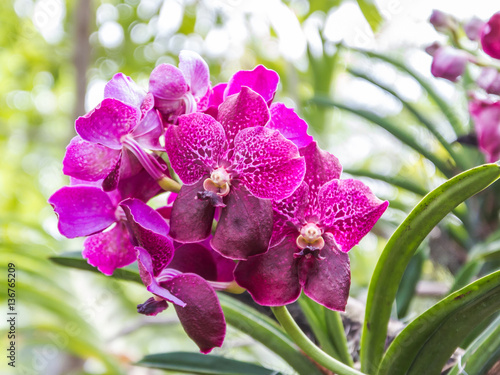 Quadro su tela Closeup shot of purple with spot petal vanda orchid flower blooming
