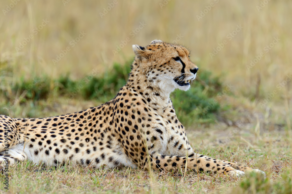 Wild african cheetah Wild african cheetah