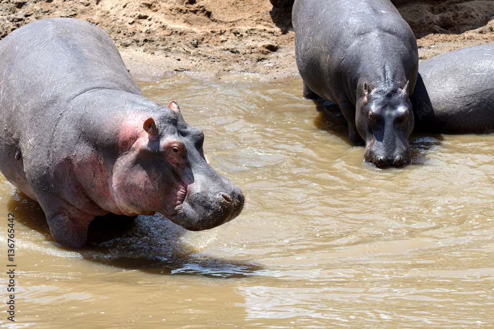 Hippo family (Hippopotamus amphibius) Hippo family (Hippopotamus amphibius)