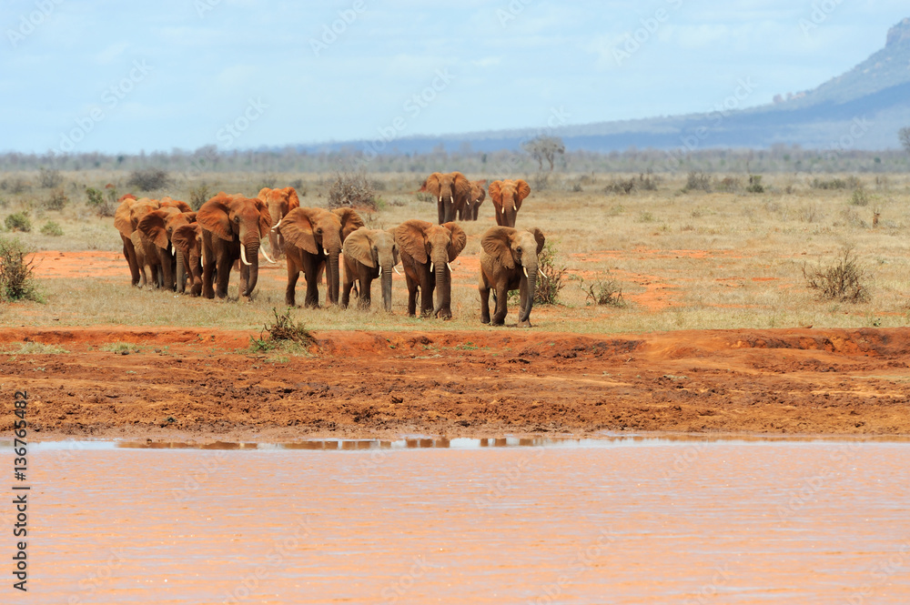 Elephant in National park of Kenya Elephant in National park of Kenya