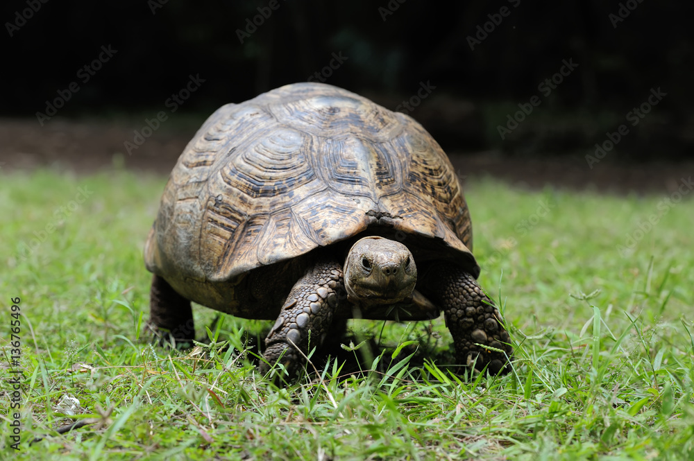 Turtle in grass Turtle in grass
