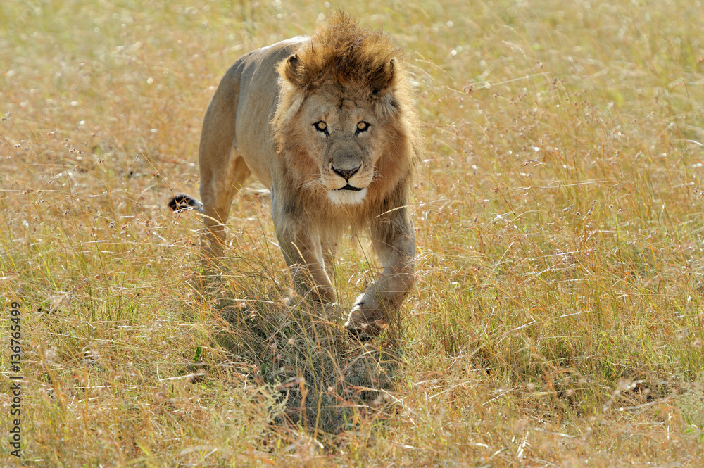 Naklejka premium Lion in National park of Kenya