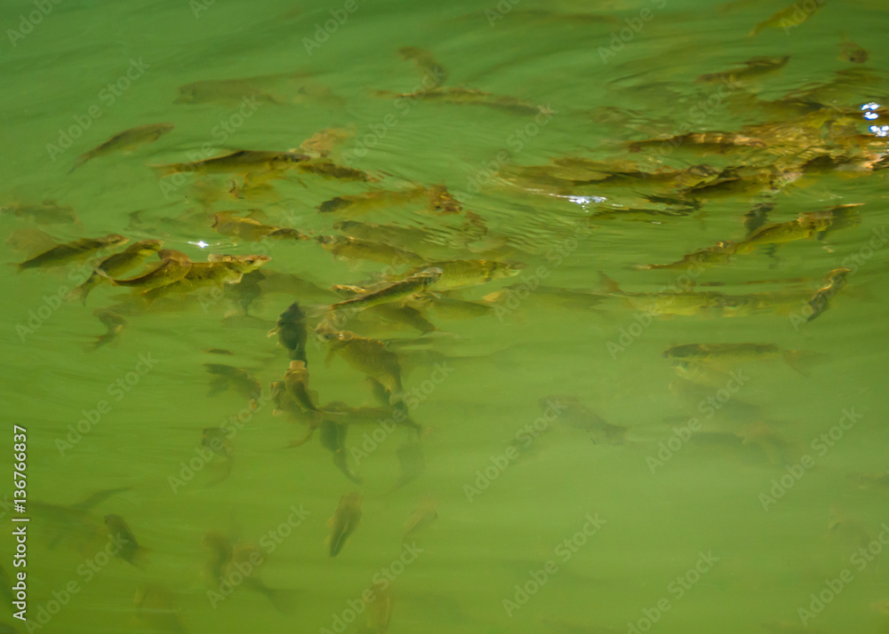Obraz premium fish swim near the surface of the pond water