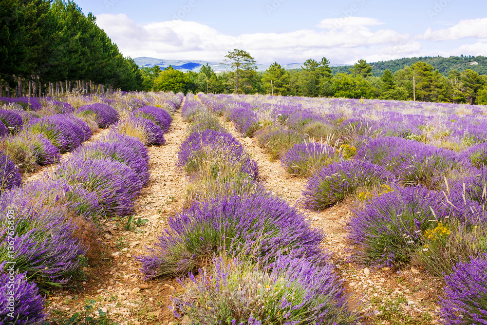 Obraz premium Lavender fields near Valensole in Provence, France.