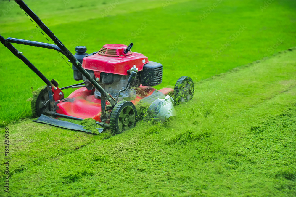 Obraz premium Lawn mower cutting green grass in backyard,Garden service,grass cutter cutting green lawns.