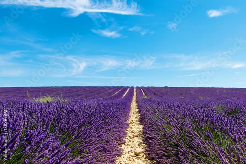 Blooming lavender fields near Valensole in Provence  France.