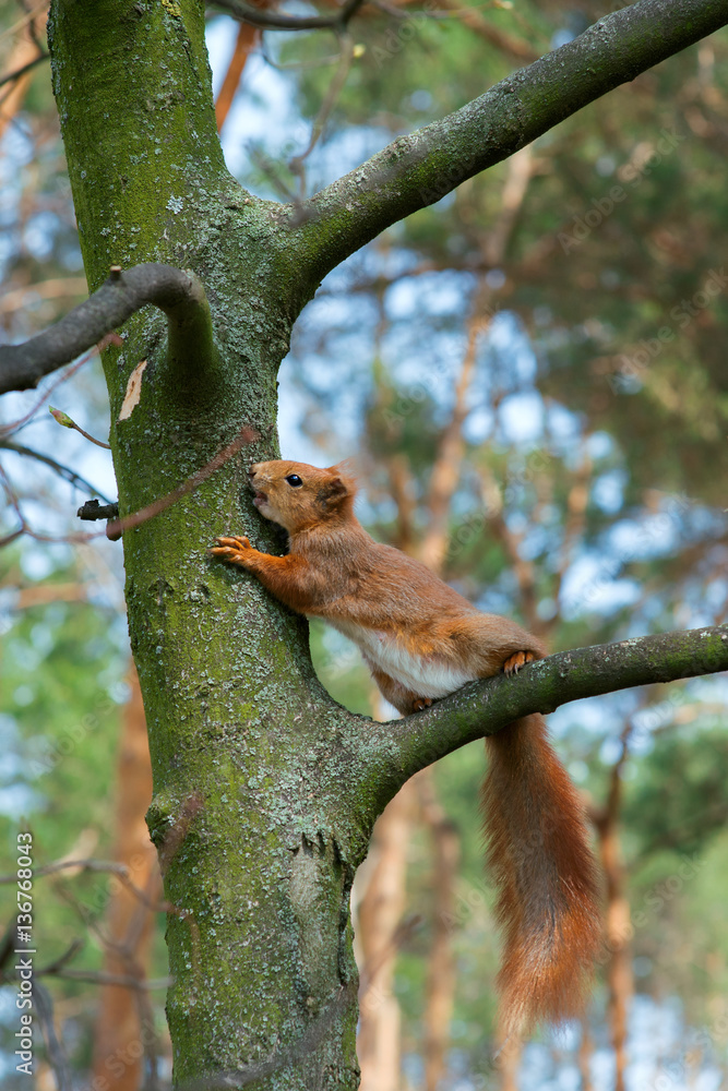 Fototapeta premium One squirrel on a tree in the spring forest