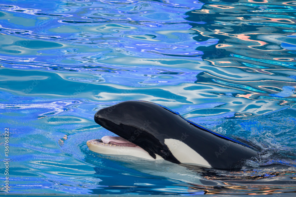 Obraz premium Killer Whale