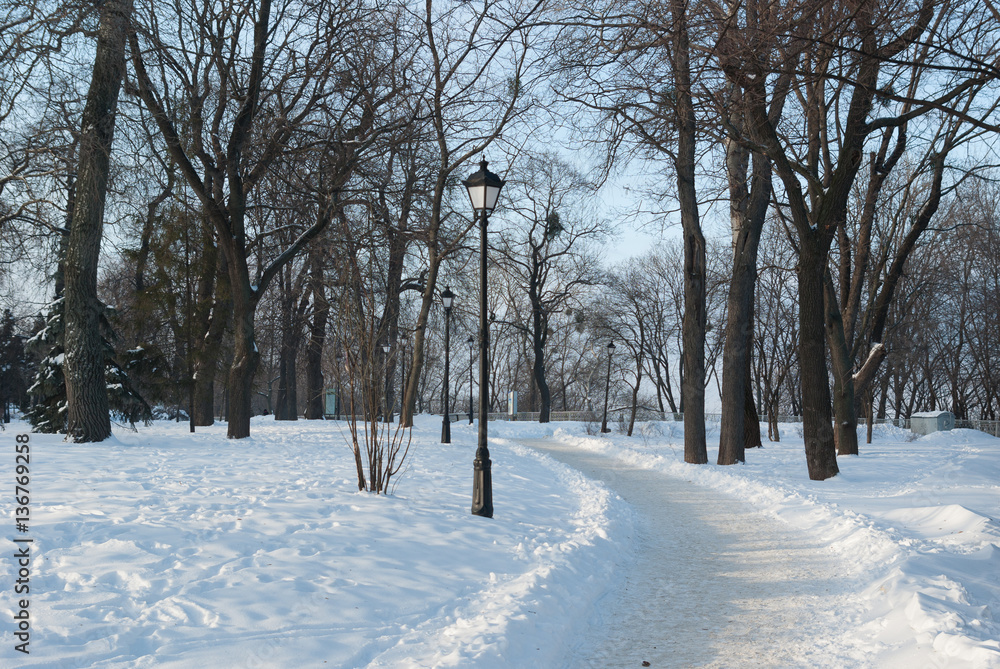 Fototapeta premium Alley in the Park. Winter