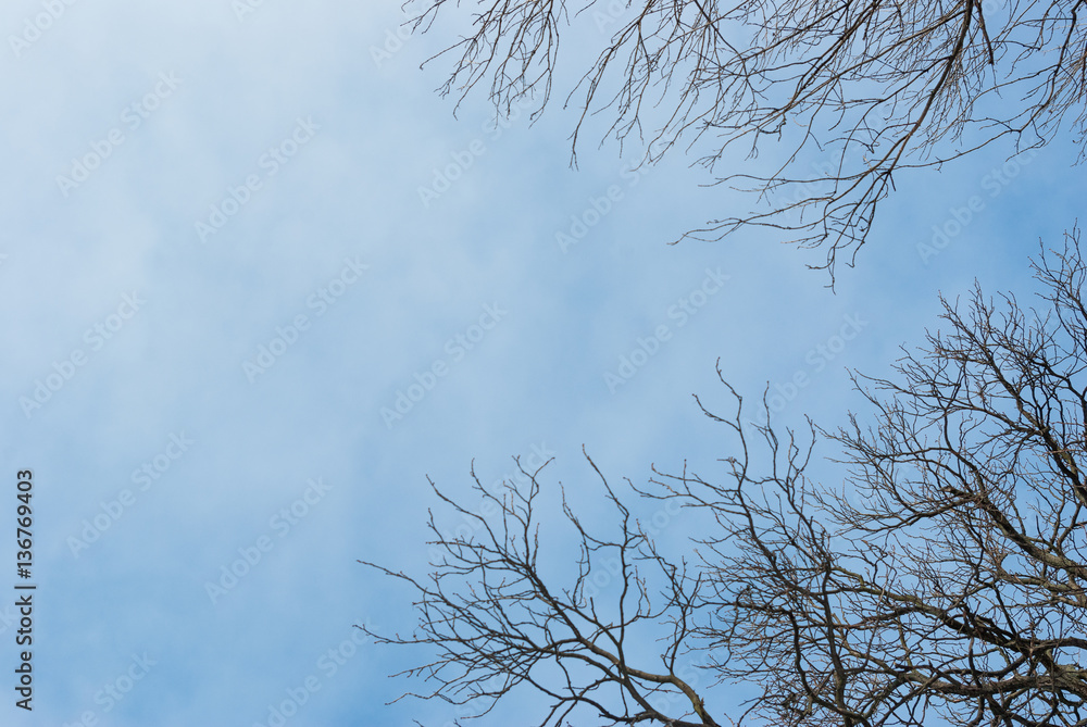 Dead tree branches against blue sky Dead tree branches against blue sky