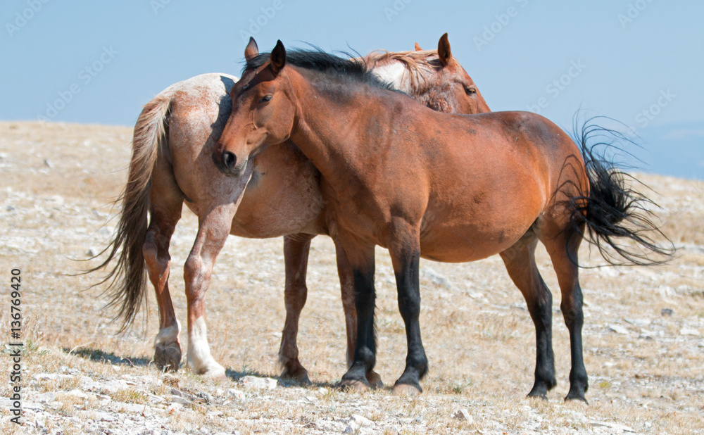 Windblown Red Roan Band Stallion with his Bay Mare on Sykes Ridge in the Pryor Mountain Wild Horse Range in Montana - Wyoming USA