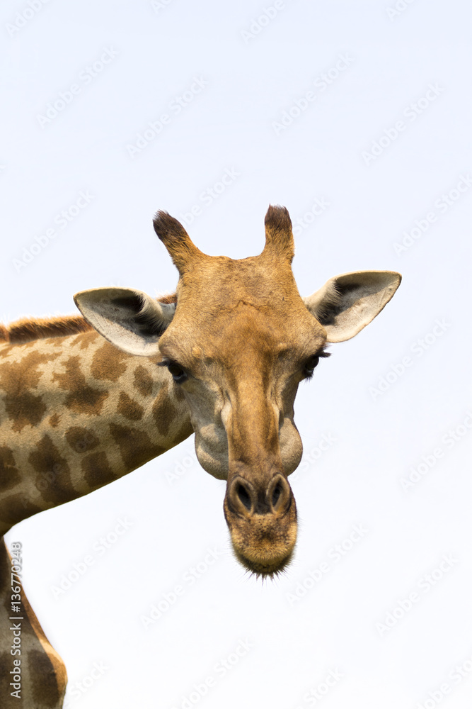 Image of a giraffe head on white background. Wild Animals.