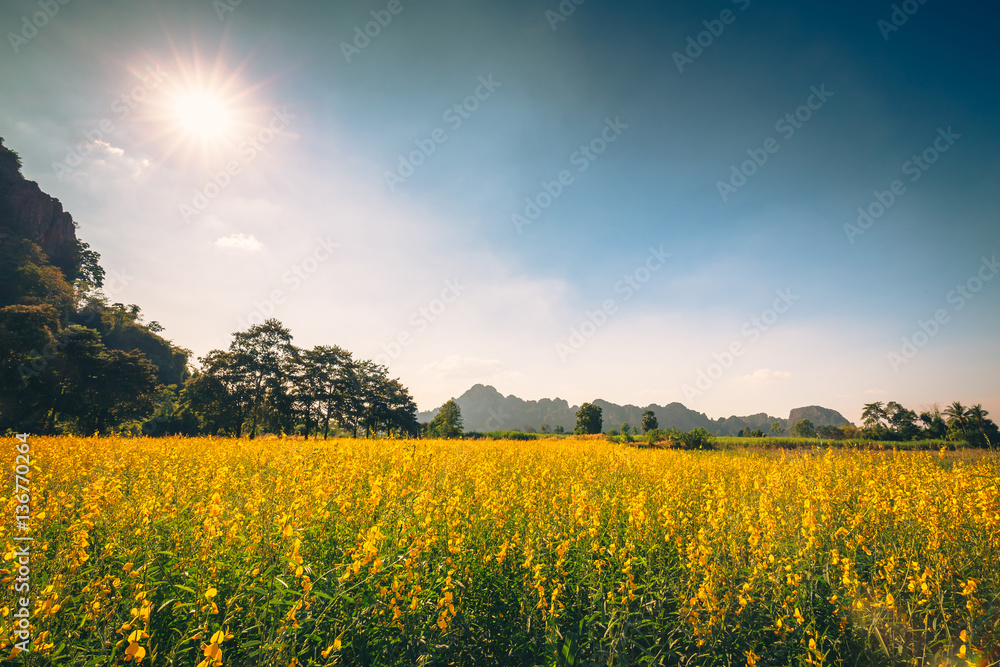 Obraz premium Vintage Yellow Field