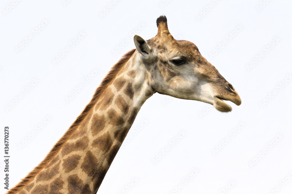 Image of a giraffe head on white background. Wild Animals. Image of a giraffe head on white background. Wild Animals.