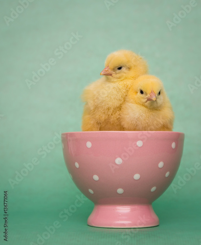 Two little chicks in pink cup, isolated on green background,easter. © Magorzata
