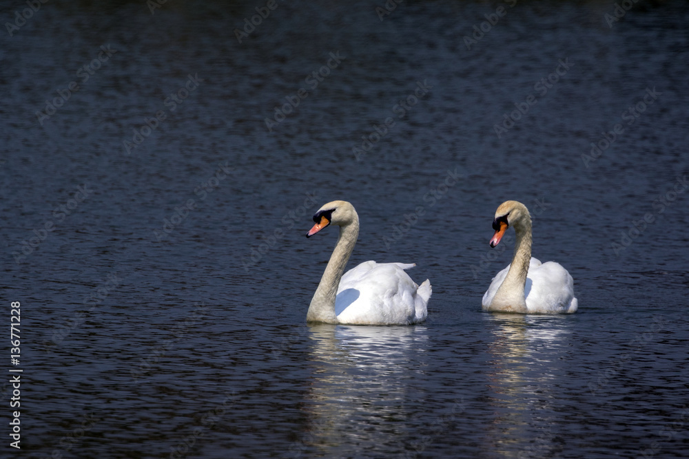 Image of a swan on the water. Wild Animals. Image of a swan on the water. Wild Animals.