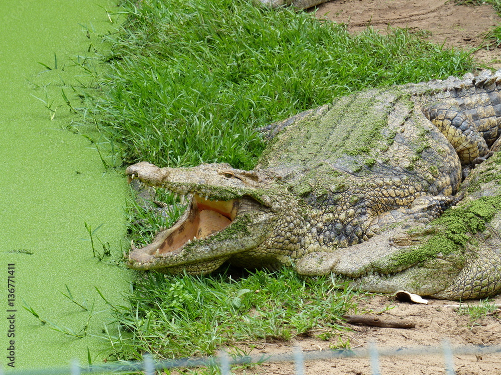Fototapeta premium faule Krokodile am Teich mit grünen Wasserpflanzen