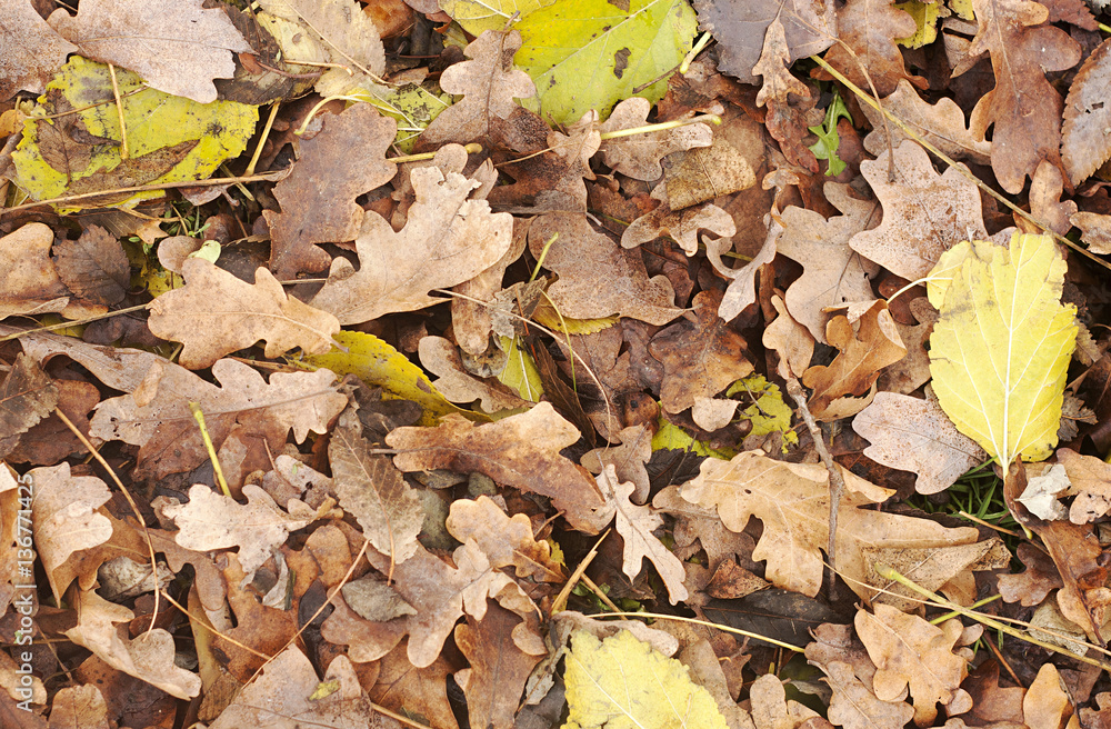 fallen leaves in autumn fallen leaves in autumn