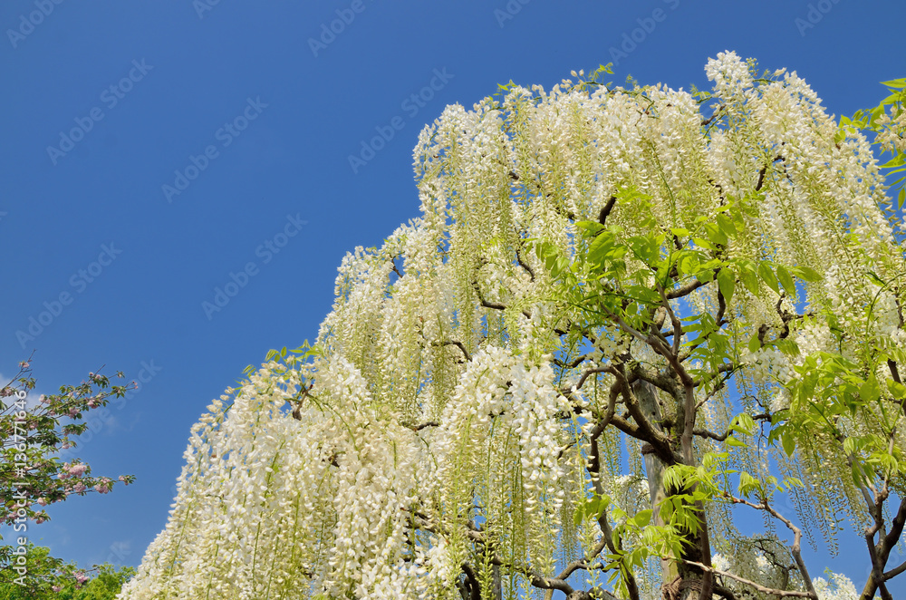 Photo Stock 満開の白藤の花 栃木県足利フラワーパーク Adobe Stock