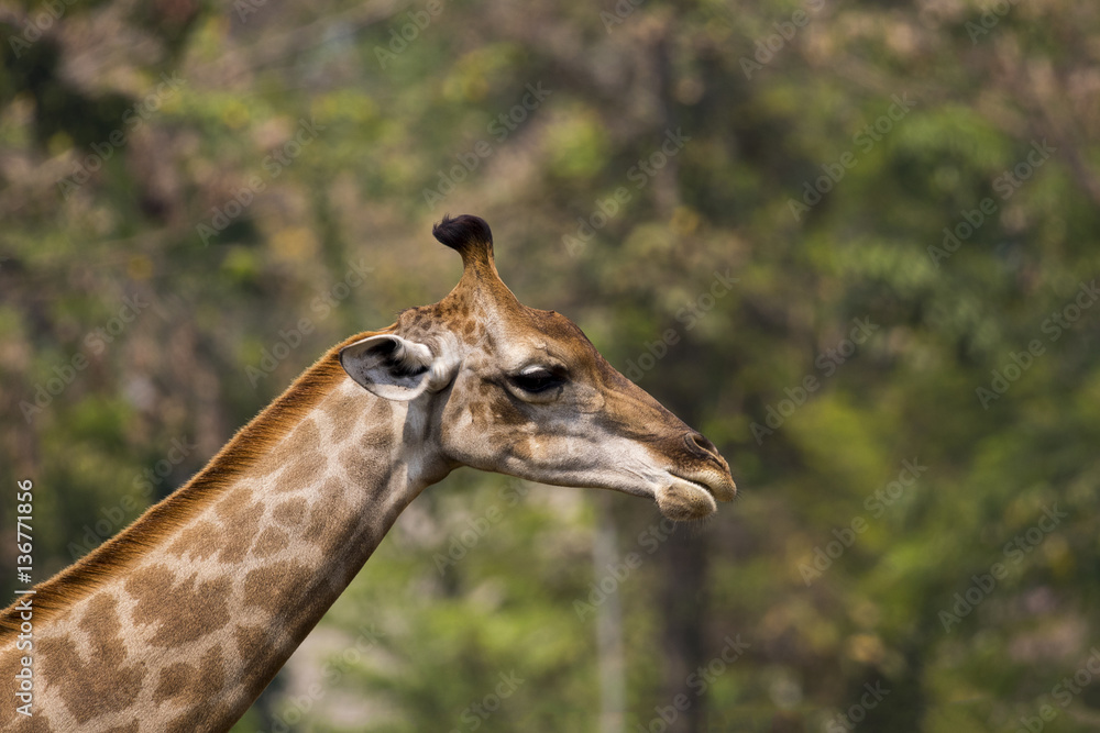 Fototapeta premium Image of a giraffe head on nature background. Wild Animals.