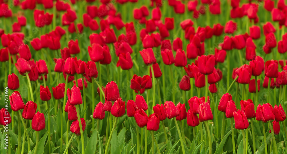 Red tulips field background panoramic view