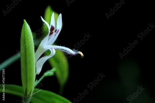 Flower of Andrographis Paniculata Macro photo