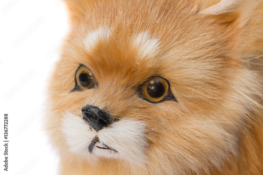 doll Dog toy cute Close up, beautiful on white background doll Dog toy cute Close up, beautiful on white background