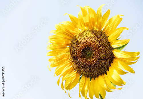 yellow sun flower