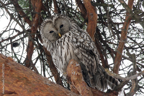 Ural owl hiding on pine tree photo