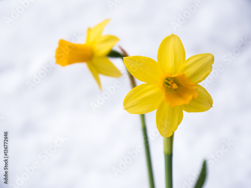 Fototapeta Naklejka Na Ścianę i Meble -  Close-up of a Beautiful yellow Daffodil in the snow