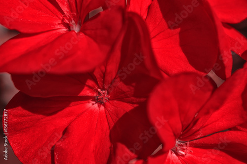 Many red flowers summer background. Close-up toning in one color.